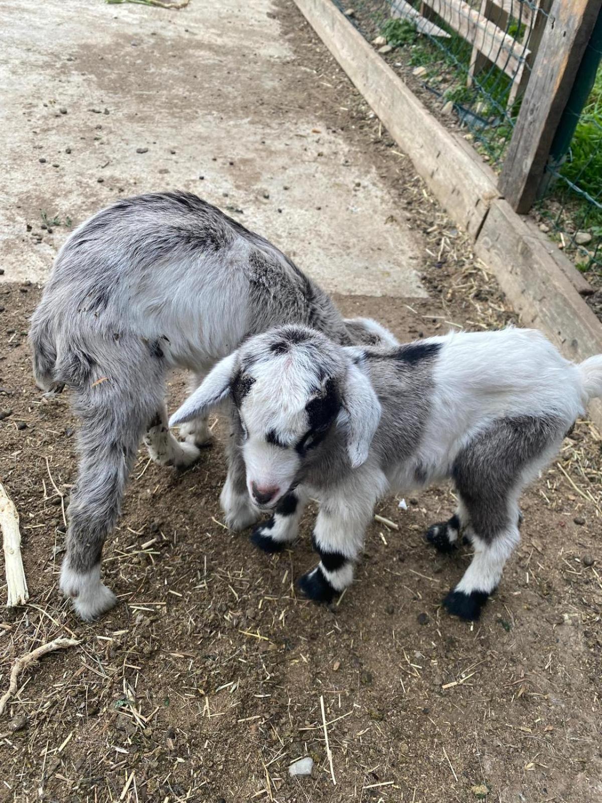 Willa Agriturismo A Ca Du Cappellan Imperia Zewnętrze zdjęcie
